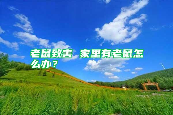 老鼠致害 家里有老鼠怎么辦？
