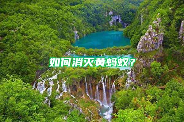 如何消滅黃螞蟻？