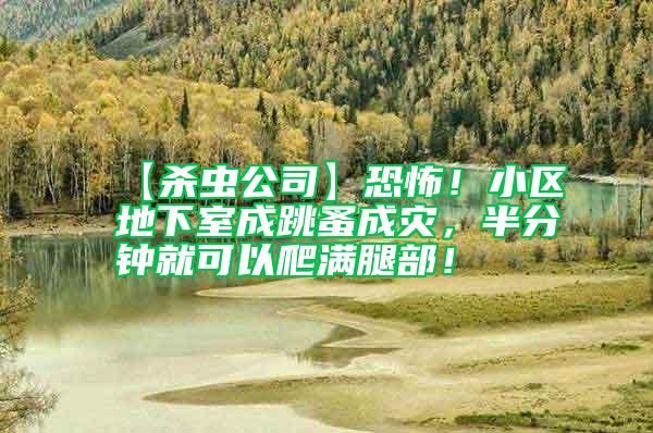 【殺蟲公司】恐怖！小區(qū)地下室成跳蚤成災(zāi)，半分鐘就可以爬滿腿部！