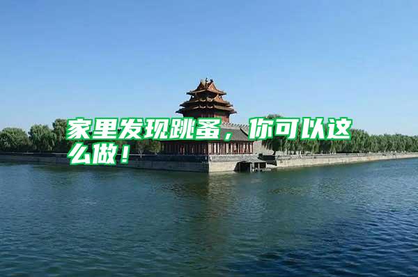 家里發(fā)現(xiàn)跳蚤，你可以這么做！