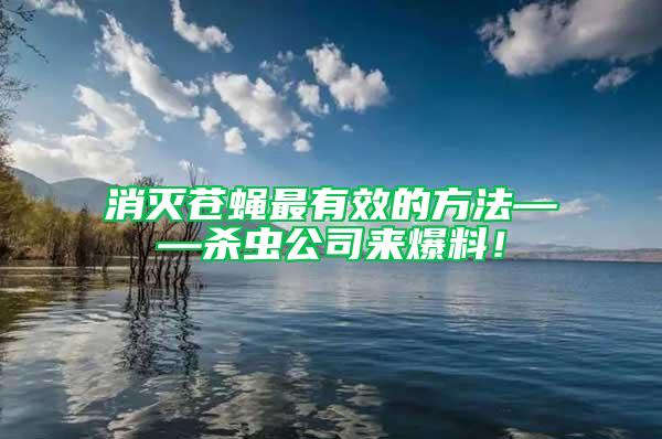 消滅蒼蠅最有效的方法——殺蟲公司來爆料！