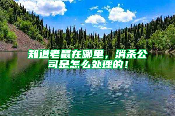 知道老鼠在哪里，消殺公司是怎么處理的！