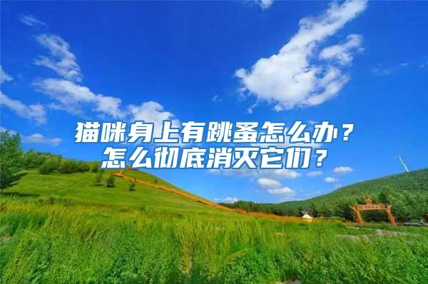 貓咪身上有跳蚤怎么辦？怎么徹底消滅它們？