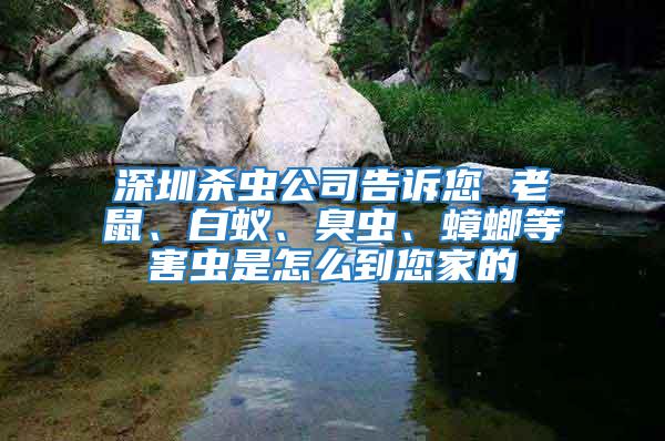 深圳殺蟲公司告訴您 老鼠、白蟻、臭蟲、蟑螂等害蟲是怎么到您家的