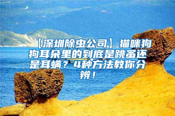 【深圳除蟲公司】貓咪狗狗耳朵里的到底是跳蚤還是耳螨？4種方法教你分辨！