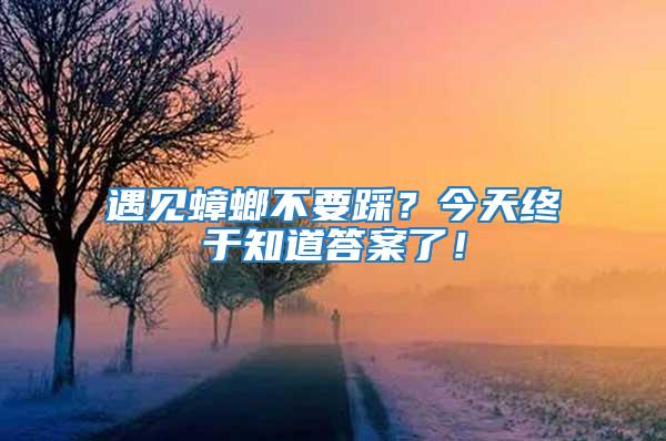 遇見蟑螂不要踩？今天終于知道答案了！