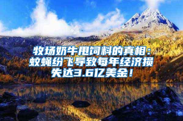 牧場(chǎng)奶牛甩飼料的真相：蚊蠅紛飛導(dǎo)致每年經(jīng)濟(jì)損失達(dá)3.6億美金！