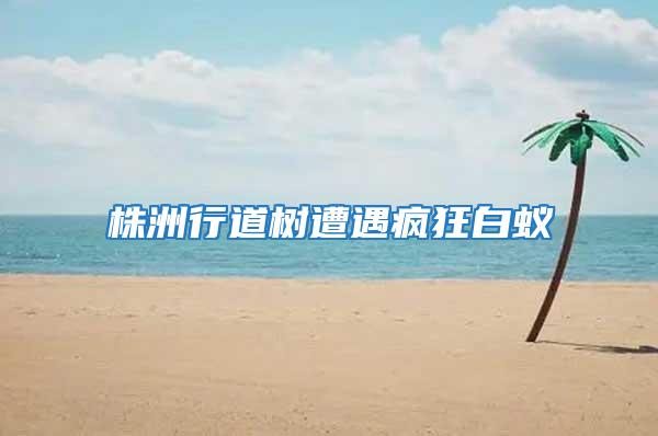 株洲行道樹(shù)遭遇瘋狂白蟻