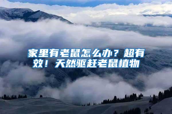 家里有老鼠怎么辦？超有效！天然驅趕老鼠植物