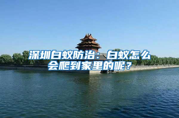 深圳白蟻防治：白蟻怎么會(huì)爬到家里的呢？