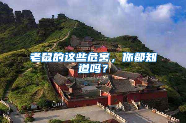 老鼠的這些危害，你都知道嗎？