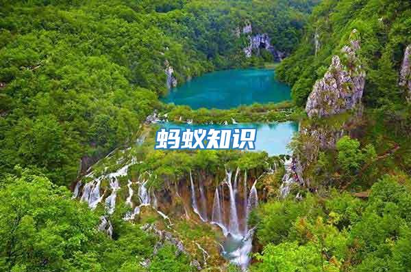 螞蟻知識(shí)
