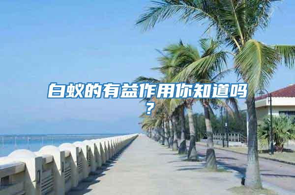 白蟻的有益作用你知道嗎？