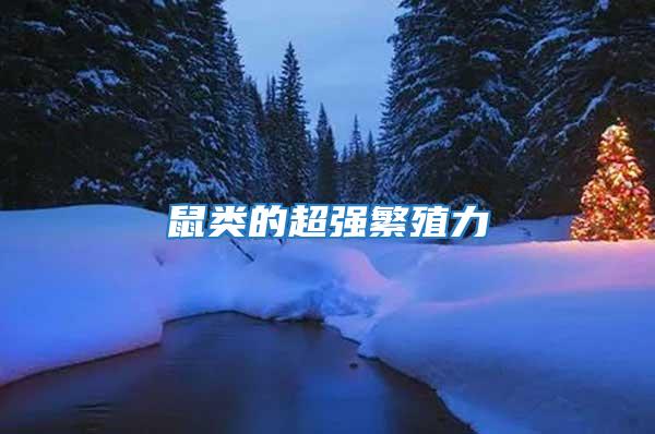 鼠類(lèi)的超強(qiáng)繁殖力