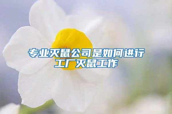 專業(yè)滅鼠公司是如何進行工廠滅鼠工作