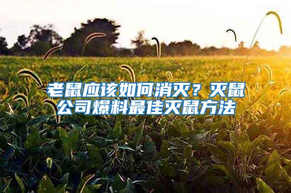 老鼠應該如何消滅？滅鼠公司爆料最佳滅鼠方法