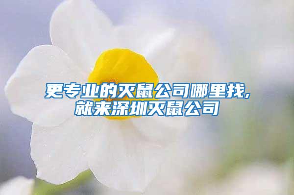 更專業的滅鼠公司哪里找,就來深圳滅鼠公司