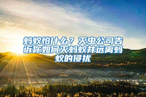 螞蟻怕什么？滅蟲公司告訴你如何滅螞蟻并遠離螞蟻的侵擾