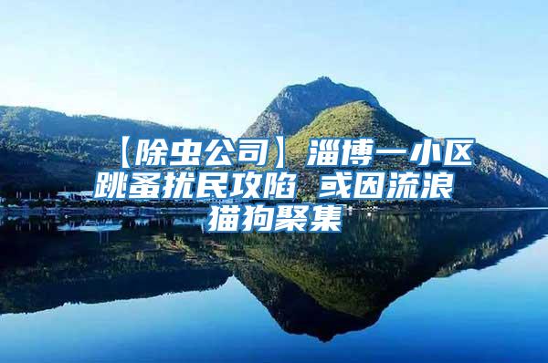 【除蟲(chóng)公司】淄博一小區(qū)跳蚤擾民攻陷 或因流浪貓狗聚集