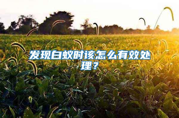 發(fā)現(xiàn)白蟻時(shí)該怎么有效處理？