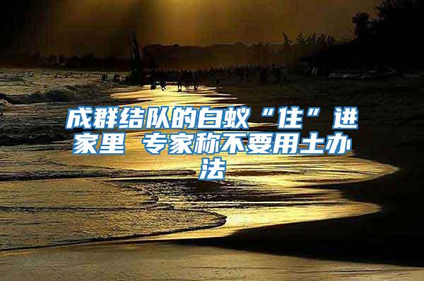 成群結(jié)隊(duì)的白蟻“住”進(jìn)家里 專家稱不要用土辦法