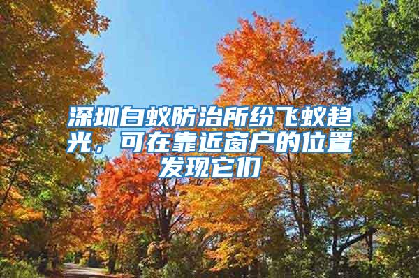 深圳白蟻防治所紛飛蟻趨光，可在靠近窗戶的位置發現它們