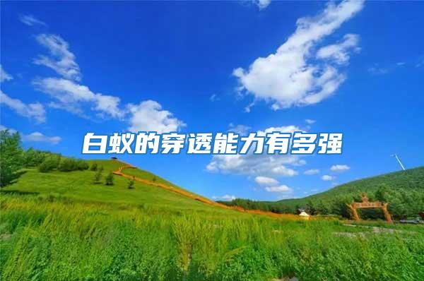 白蟻的穿透能力有多強(qiáng)