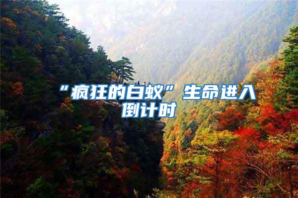 “瘋狂的白蟻”生命進(jìn)入倒計(jì)時(shí)