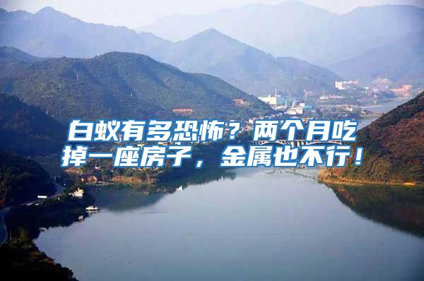 白蟻有多恐怖？兩個月吃掉一座房子，金屬也不行！