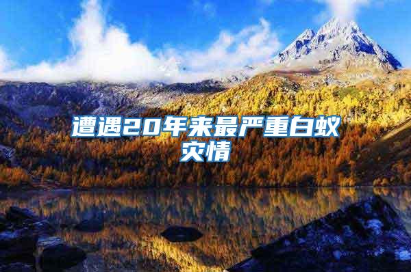 遭遇20年來(lái)最嚴(yán)重白蟻災(zāi)情