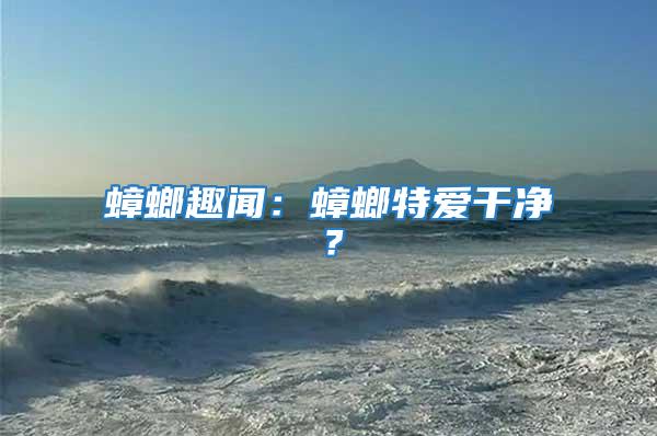 蟑螂趣聞：蟑螂特愛干凈？