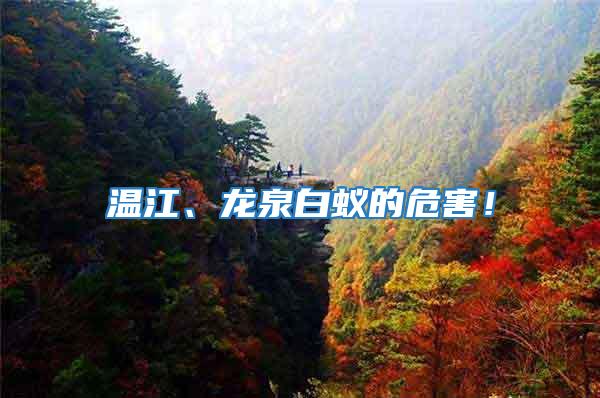 溫江、龍泉白蟻的危害！