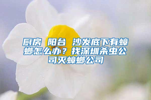 廚房 陽(yáng)臺(tái) 沙發(fā)底下有蟑螂怎么辦？找深圳殺蟲(chóng)公司滅蟑螂公司