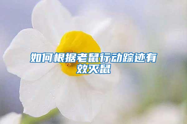 如何根據(jù)老鼠行動(dòng)蹤跡有效滅鼠