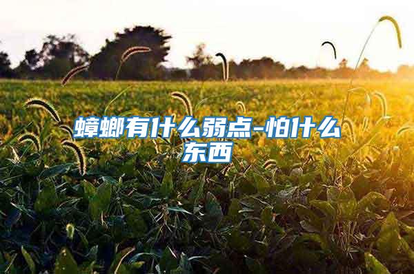 蟑螂有什么弱點(diǎn)-怕什么東西
