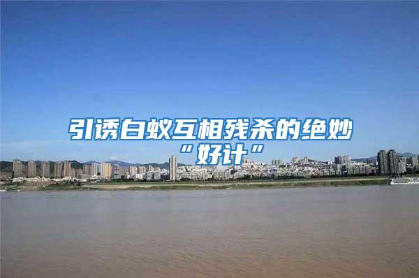 引誘白蟻互相殘殺的絕妙“好計(jì)”