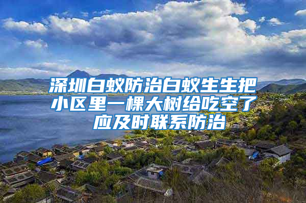 深圳白蟻防治白蟻生生把小區(qū)里一棵大樹給吃空了 應(yīng)及時(shí)聯(lián)系防治