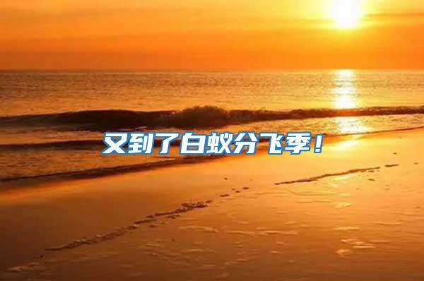 又到了白蟻分飛季！