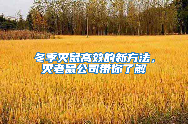冬季滅鼠高效的新方法，滅老鼠公司帶你了解