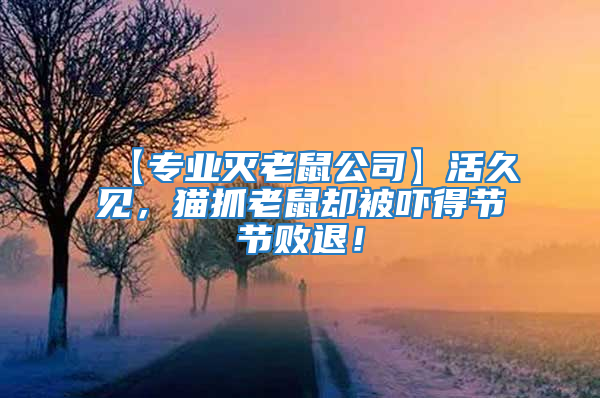 【專業滅老鼠公司】活久見，貓抓老鼠卻被嚇得節節敗退！