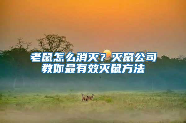 老鼠怎么消滅？滅鼠公司教你最有效滅鼠方法