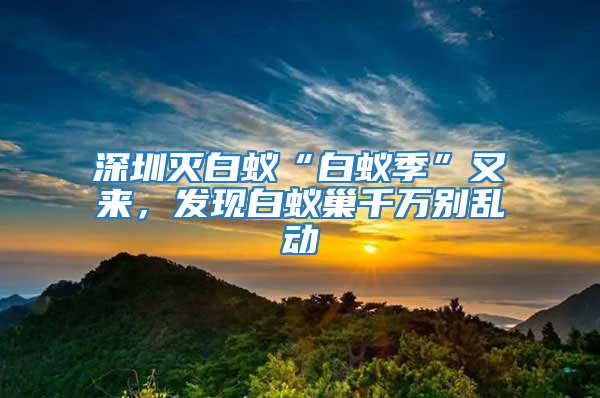 深圳滅白蟻“白蟻季”又來，發現白蟻巢千萬別亂動