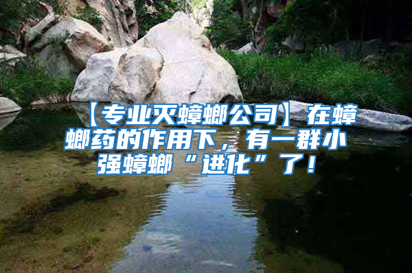 【專業(yè)滅蟑螂公司】在蟑螂藥的作用下，有一群小強(qiáng)蟑螂“進(jìn)化”了！