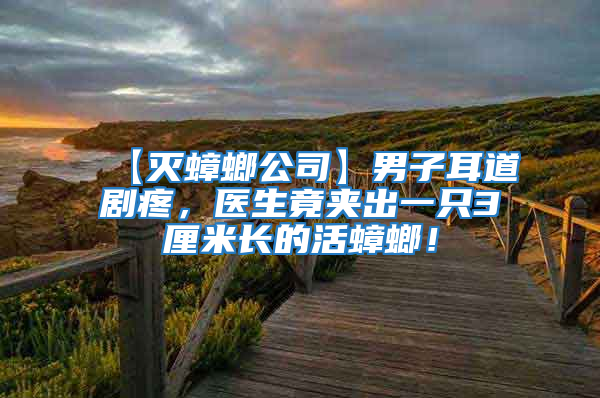 【滅蟑螂公司】男子耳道劇疼，醫(yī)生竟夾出一只3厘米長(zhǎng)的活蟑螂！