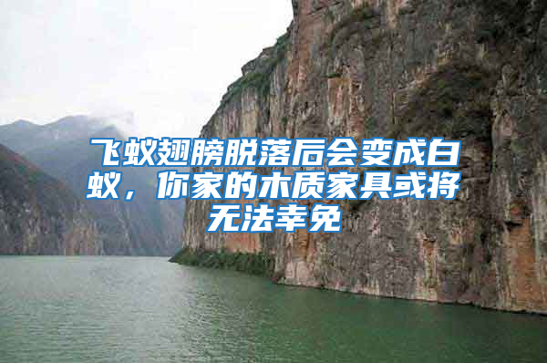 飛蟻翅膀脫落后會變成白蟻，你家的木質(zhì)家具或?qū)o法幸免