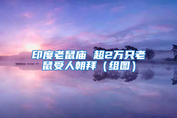 印度老鼠廟 超2萬(wàn)只老鼠受人朝拜（組圖）